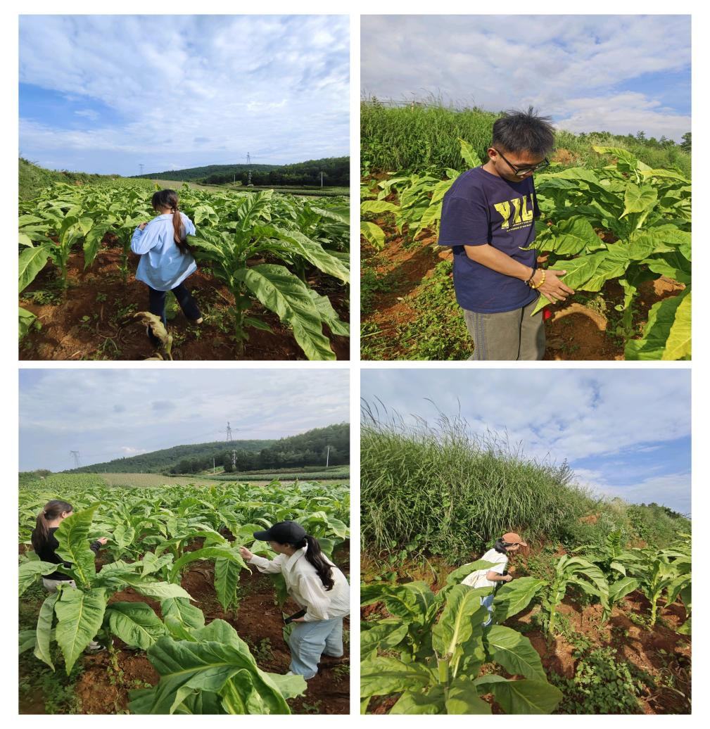 暑期社会实践 | 生物质燃料颗粒+自动化烘烤:烟草加工迈向“零碳”未来 第 1 张 暑期社会实践 | 生物质燃料颗粒+自动化烘烤:烟草加工迈向“零碳”未来 第 1 张
