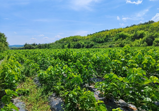 暑期社会实践 | 绿动青春沃野间--水源区固废循环利用实践队纪实 第 1 张