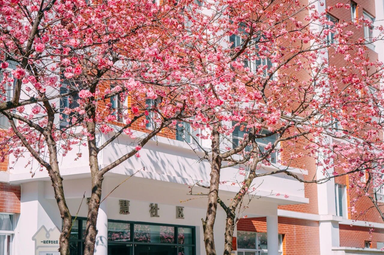 喜报!云经管“一站式”社区连续两年获评全国A级! 第 24 张 喜报!云经管“一站式”社区连续两年获评全国A级! 第 24 张